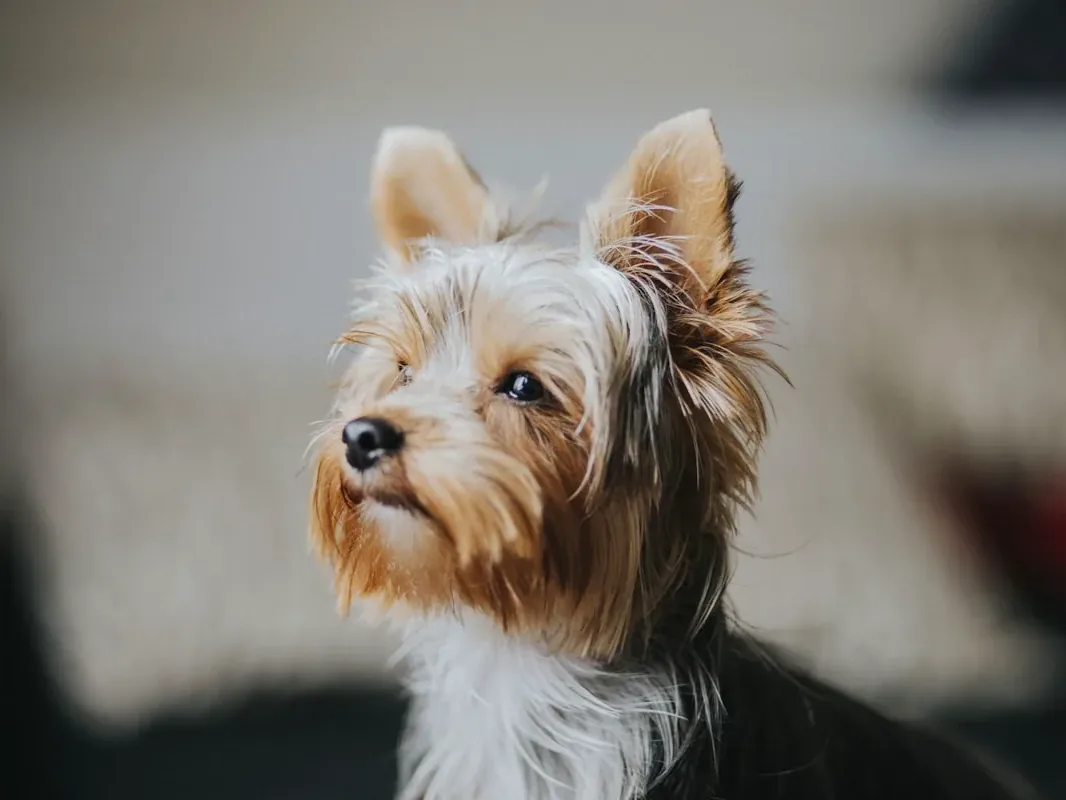 Yorkshire Terrier, um dos cães mais populares em Joinville e no Sul