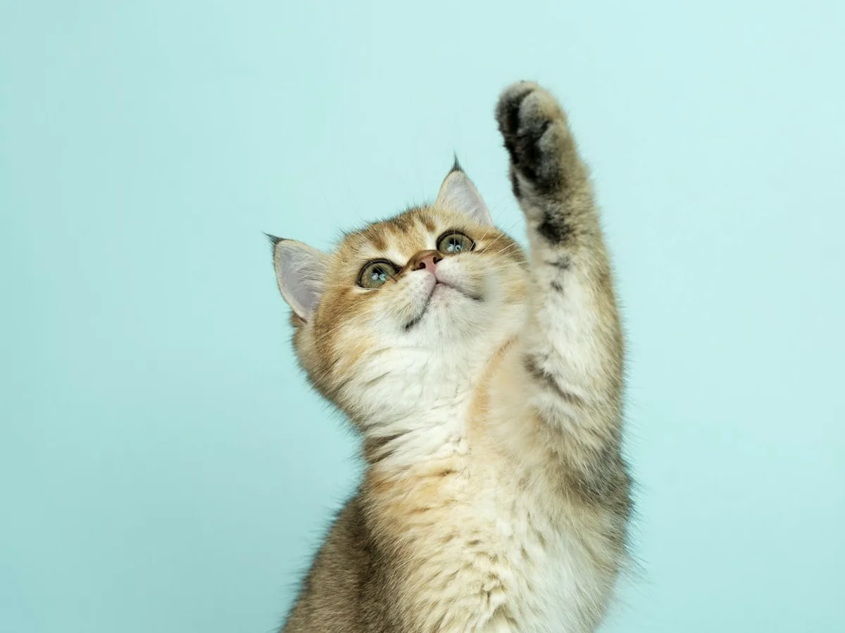 Gato de pelo longo, companheiro frequente nos lares catarinenses